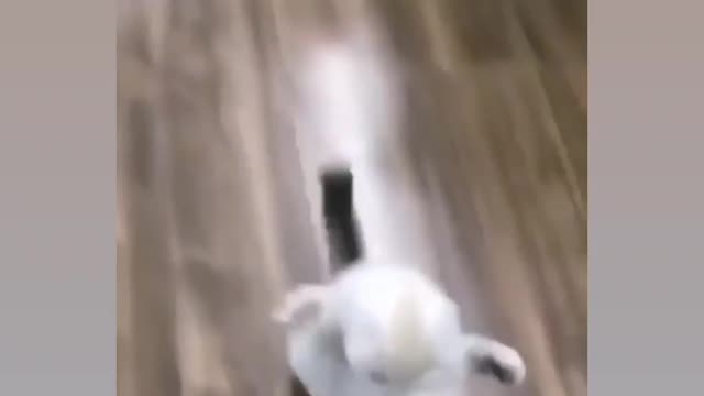 Running for cat 😯😳🤯
