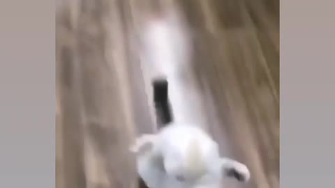 Running for cat 😯😳🤯