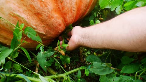 LS Tractor Loading A Giant Pumpkin