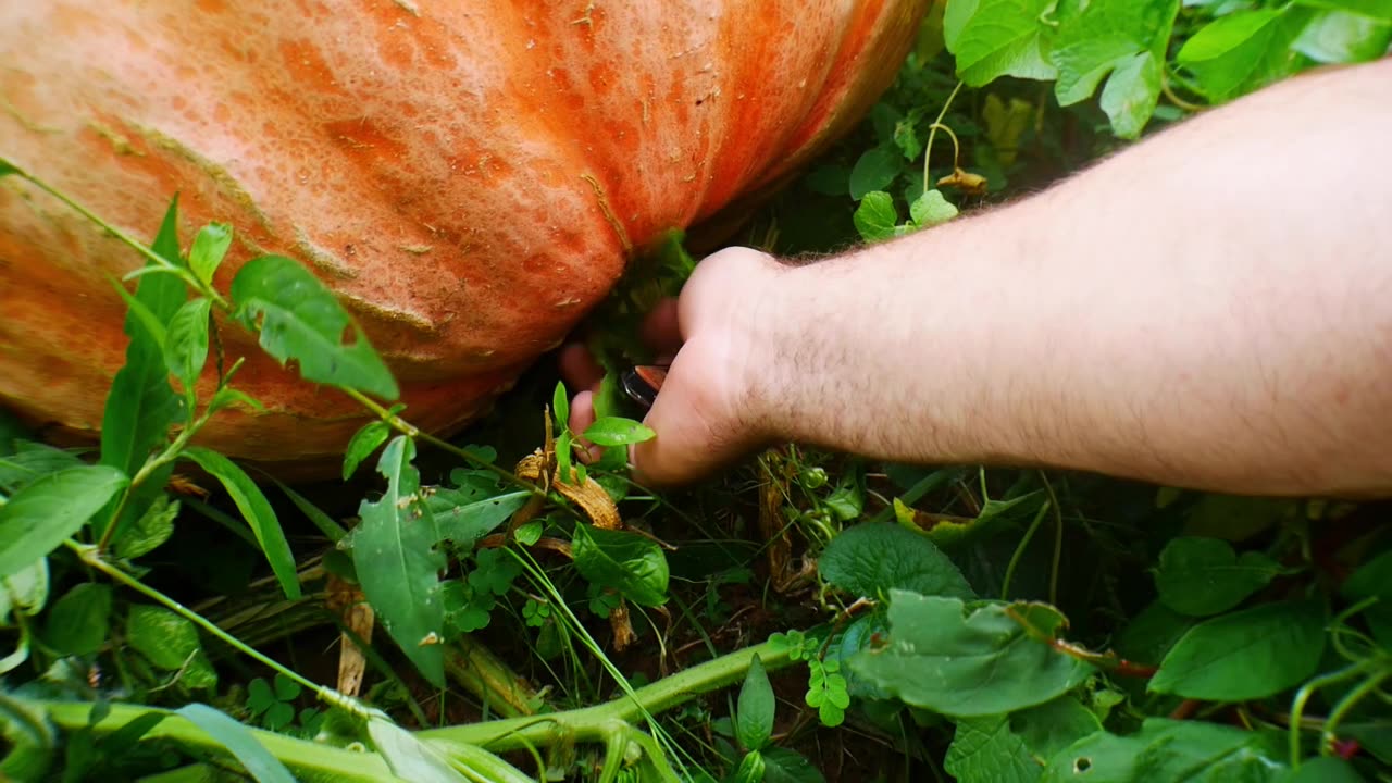 LS Tractor Loading A Giant Pumpkin