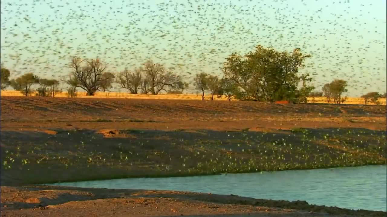 Millions of budgies(earthflight)