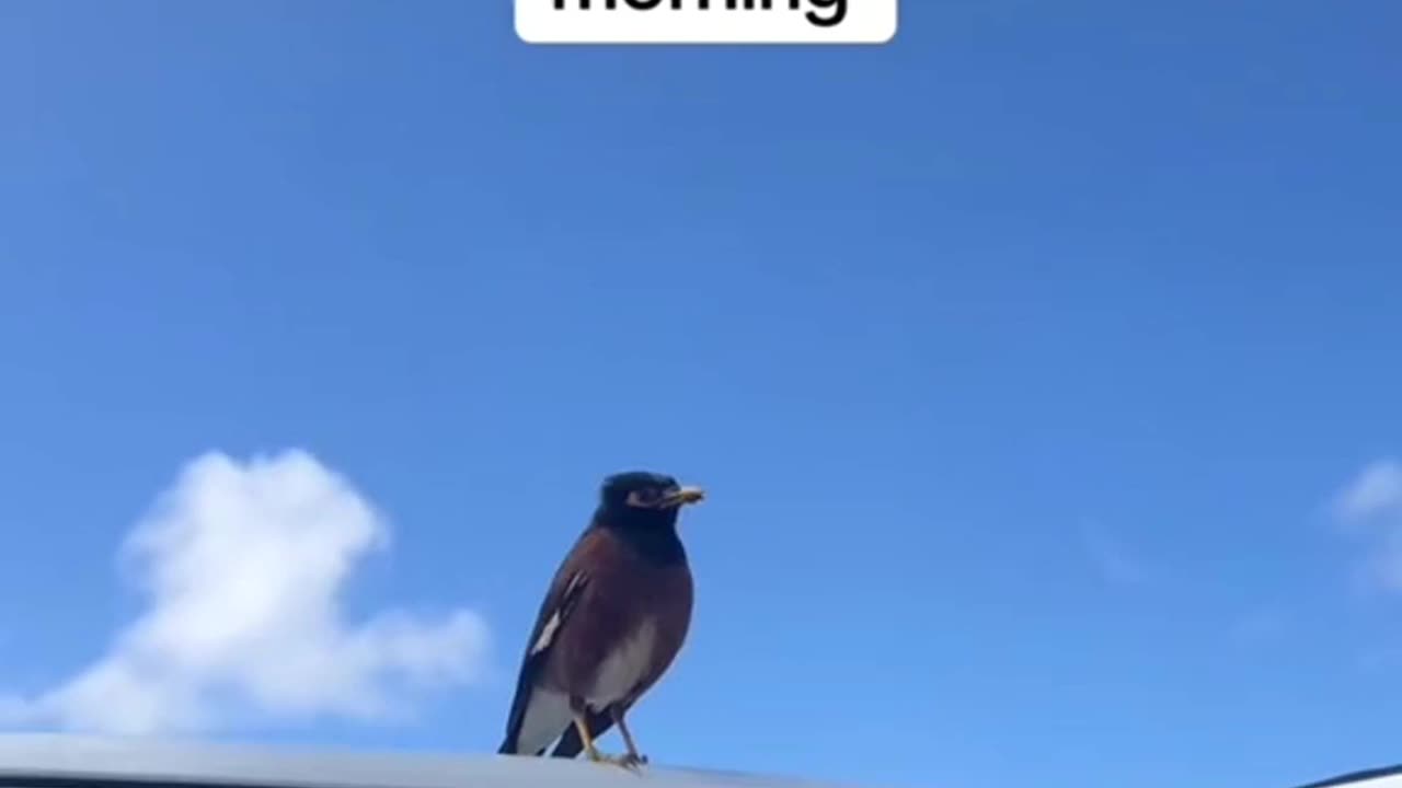 Bird Literally started talking this morning