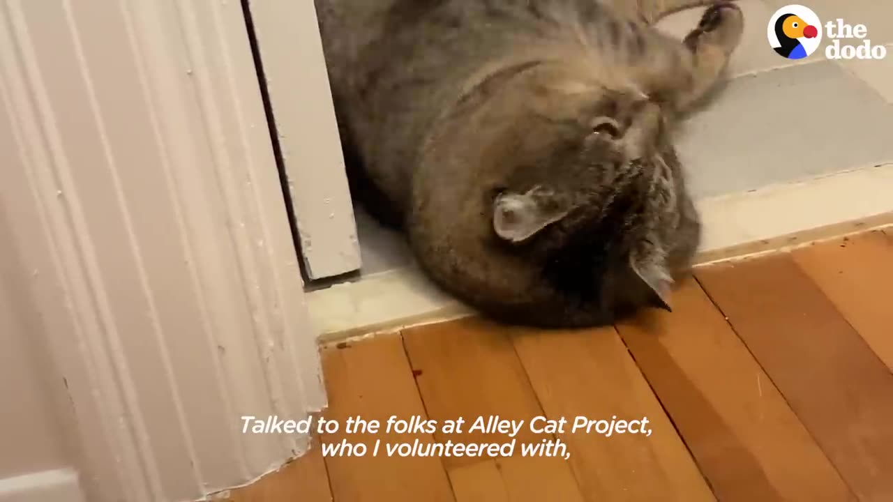 Woman Spends A Year Getting A Feral Cat To Love Her