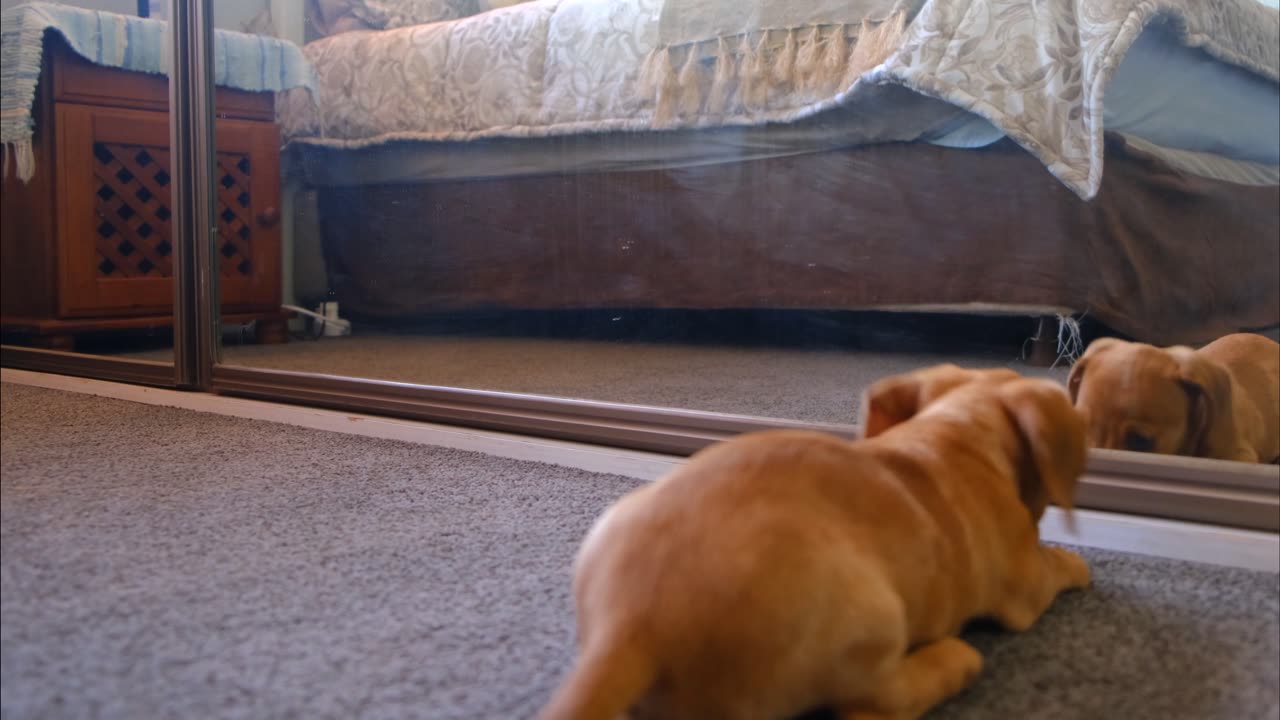 My cute funny dog react to mirror