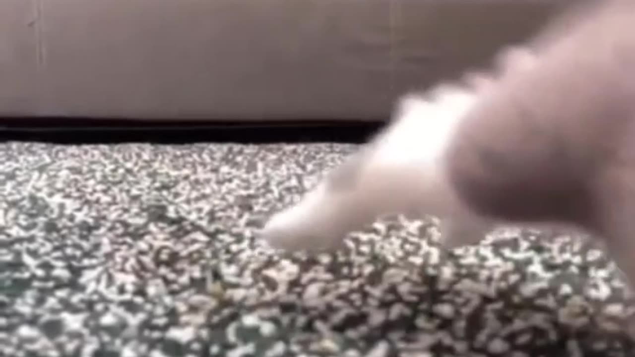 Cut Cat Funny Video