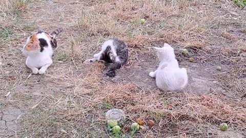Cute kittens play funny 😂🥰 A mother cat is feeding her kittens