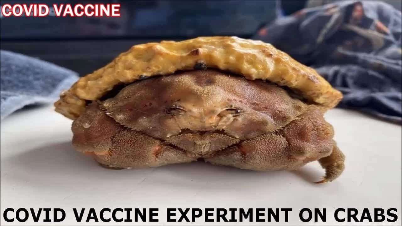 COVID VACCINE EXPERIMENT ON CRABS