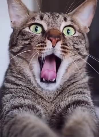 Funny cat yawning with sound #shorts