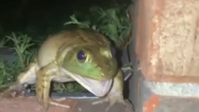 A funny animal video for the queen