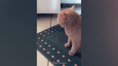 Funny cats and dogs funniest animals funny video of pets❤️🐶