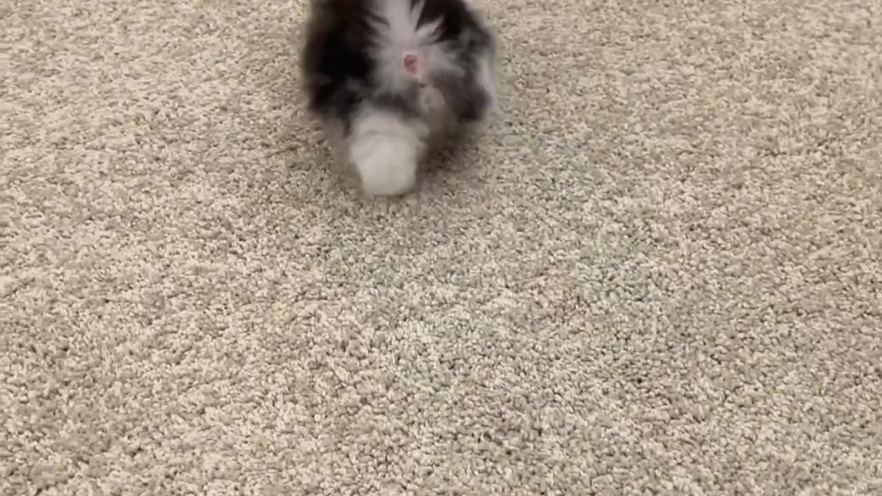 Cute Little Cat