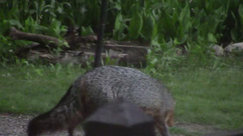 Fleeting Glimpse of a Grey Fox