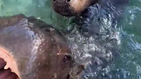 This is a baby hippo