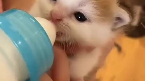 Cut cute video