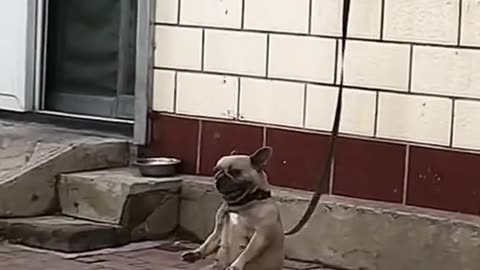 The dog is happy with his life.