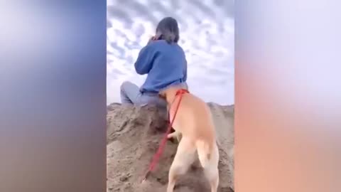 Funny cats