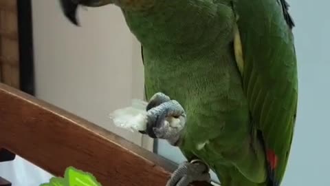 Cuckoo enjoying lettuce