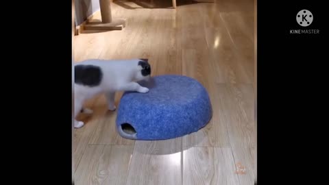 Cat's funny