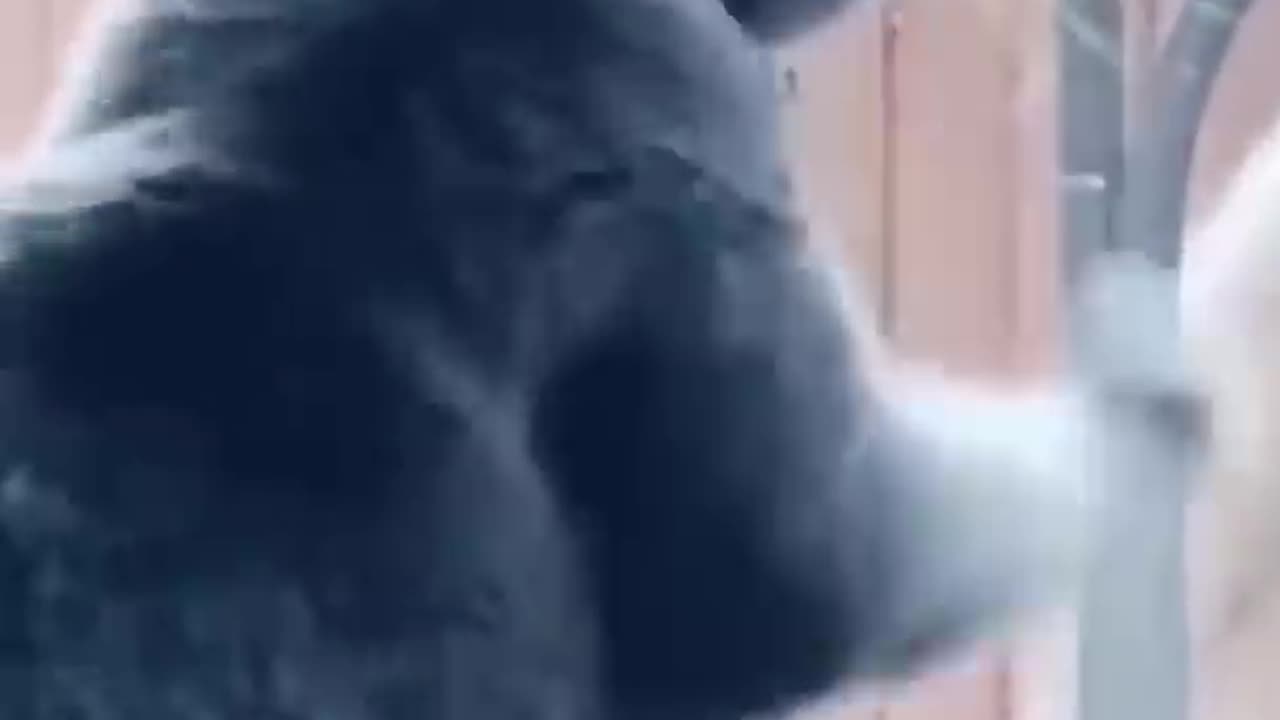 Nice video cat