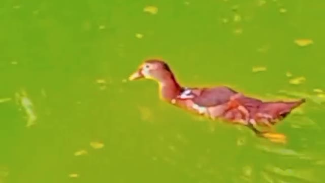 Beautiful duck