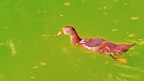 Beautiful duck