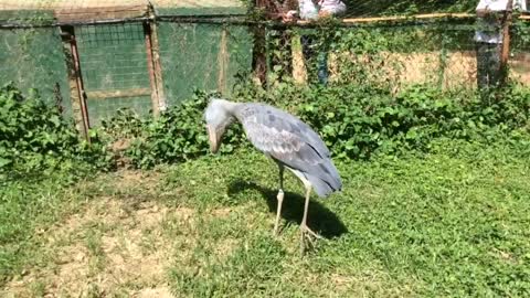 Prehistoric dinosaur looking bird seen in Uganda