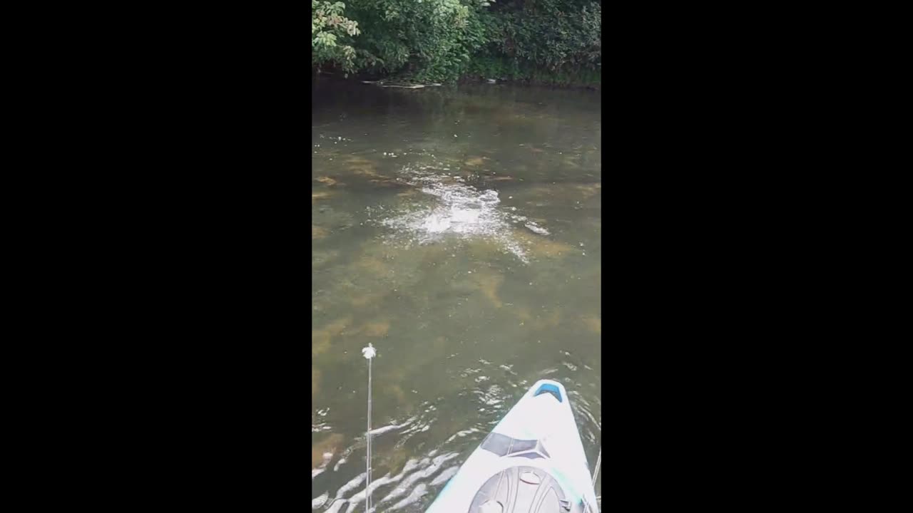 Smallmouth Bass CLOBBERS My Lure!