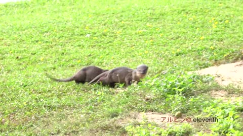 A Year of Happening Singapore Otters 2017