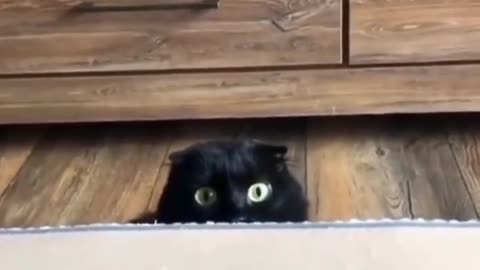 Mysterious cat