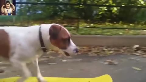 Funny dog playing skate 2