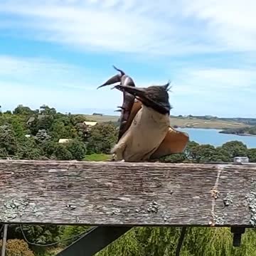 Sacred kingfisher Mum catches a Huge endemic ornate skink.