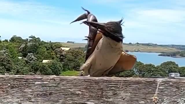 Sacred kingfisher Mum catches a Huge endemic ornate skink.