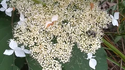 Pollination