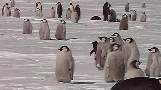 Adelie Penguin Getting his Marching Orders from Adult Emperor, Cape Washington, Antarctica (2008)