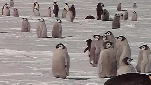 Adelie Penguin Getting his Marching Orders from Adult Emperor, Cape Washington, Antarctica (2008)