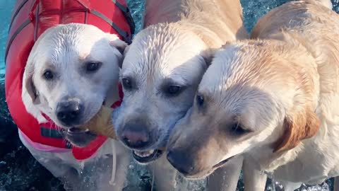 First canine total ankle replacement surgery in Florida performed on dog at UF