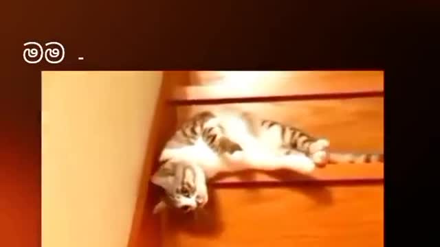 Tiktok funny