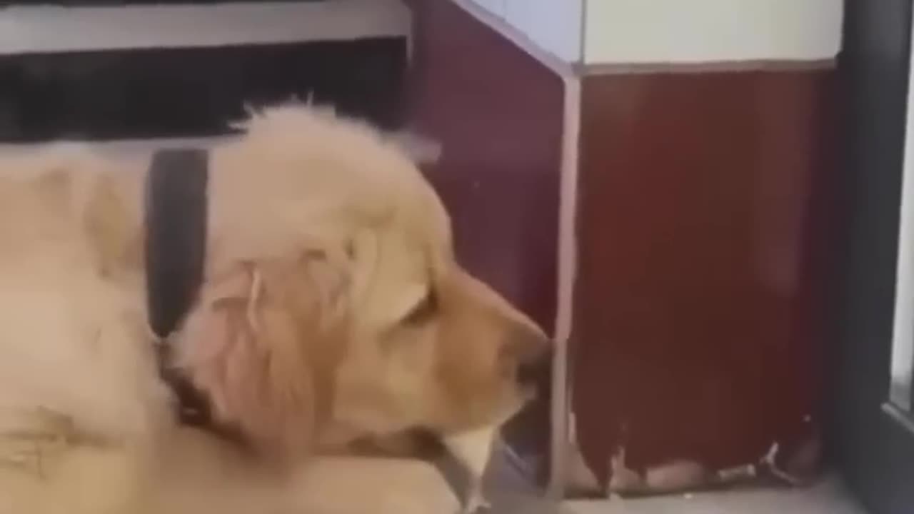 Dog hide the chick in mouth l saviour