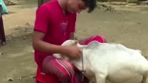 Meet Rani – At Just 20 Inches Tall, She Could Be The World’s Smallest Cow