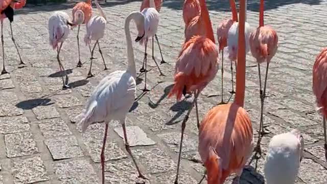 Walking sheets You have # Flamingos on your sheets