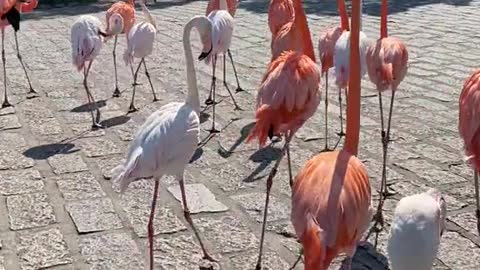 Walking sheets You have # Flamingos on your sheets