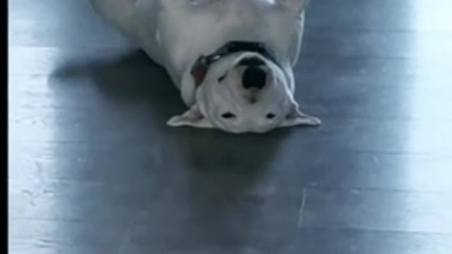 Bull Terrier hilariously is the way he is