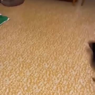 funny animals #shorts