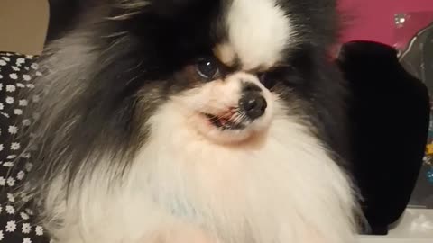 Pomeranian hungry