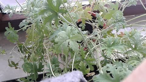 rozmnażanie anginki