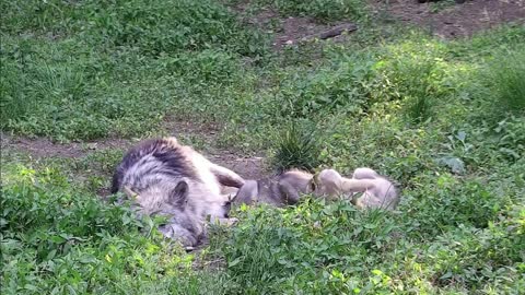 Wolf Fatherly Love