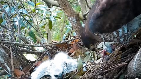 sparrowhawk feeding baby
