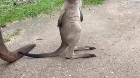 Funny little animals