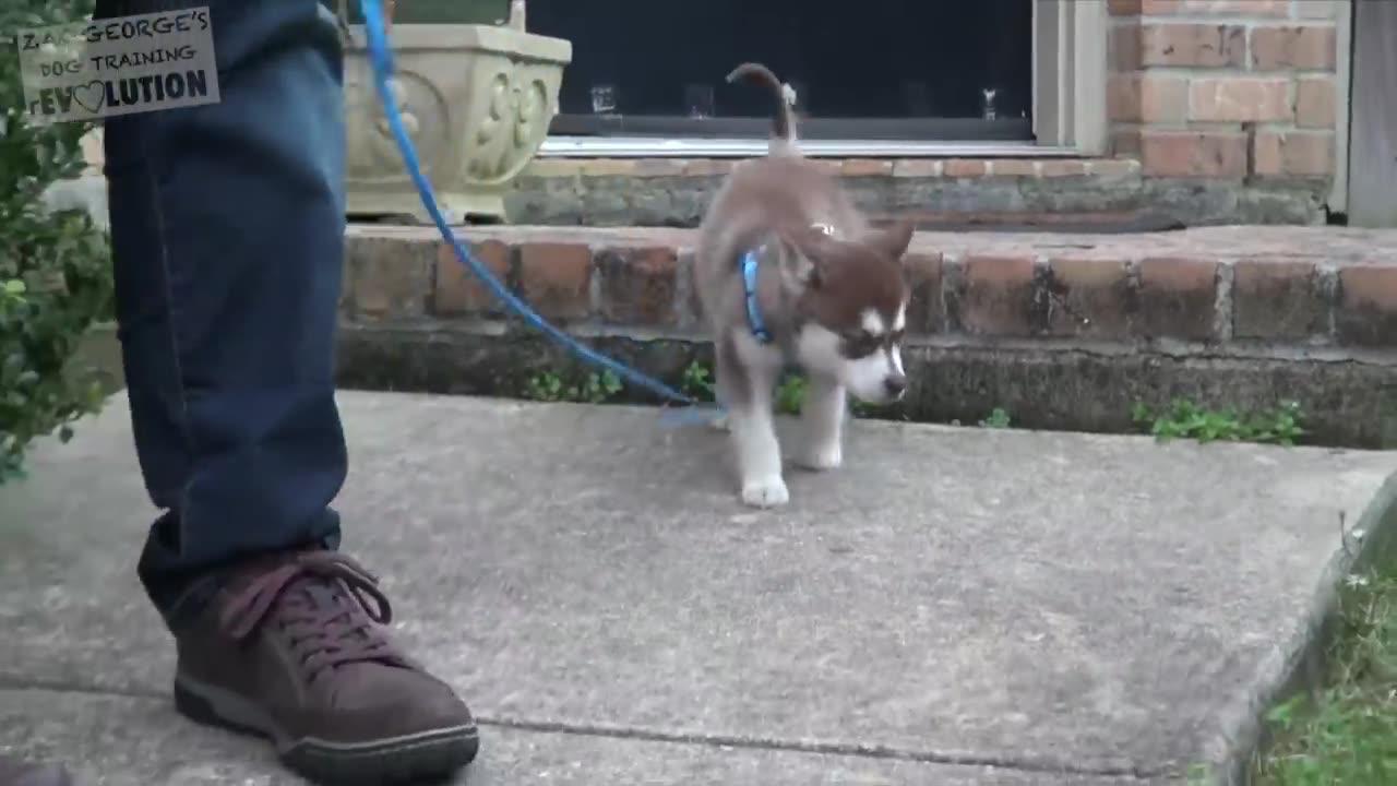 How to Train your NEW PUPPY to Walk on Leash!