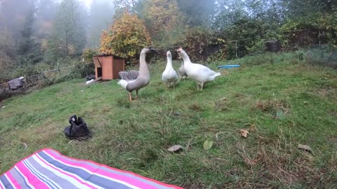 Pet Goose Hugs his Owner but Attacks Everyone Else